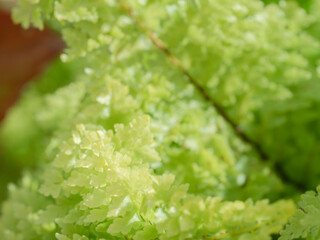 ネフロレピス スコッチモスのクローズアップ13