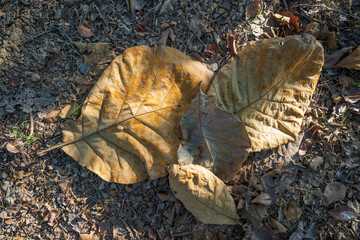 Dry leaves falling on the ground. brown teak leaves texture, autumn background, and Many dry leaves...
