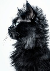 Obraz premium A realistic photograph of a black cat with a large, fluffy hairstyle, creating a unique, stylish look.