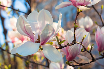 blooming magnolia in morning light. pink flowers on the branches of soulangeana tree in spring © Pellinni