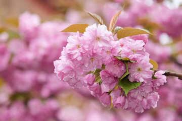 lush cherry blossom. closeup of japanese kanzan sakura in spring. hanami holidays in uzhhorod, ukraine. pink flowering tree