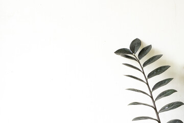 An empty white background for text template layout with leaf beside. Minimalist concept