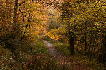 Autumn forest trail in the Basque Country, vibrant golden leaves along the path