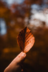 Hand holding an orange autumn leaf against a golden forest background in the Basque Country