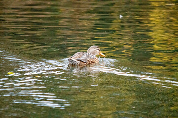Stockente in Bewegung auf einem Gewässer