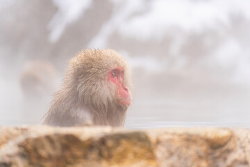 温泉に浸かるニホンザル【長野県・地獄谷野猿公苑】