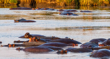 Telephoto of a hippopotamus, Hippopotamus amphibius, floating partially submerged in a hippo pool...