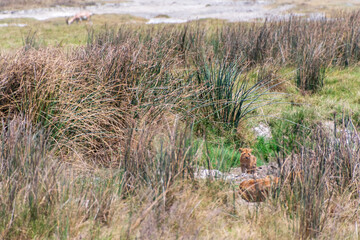 Telephoto of a small lion cub -Panthera Leo- emerging from behind a bush in the Ngorogoro Crater, Tanzania