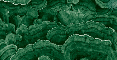 Obraz premium green bark background