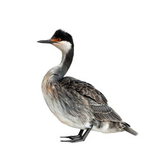 Obraz premium Black-necked Grebe: A striking portrait of a Black-necked Grebe, showcasing its distinctive black neck, red eye, and intricate plumage, captured in a graceful pose. 