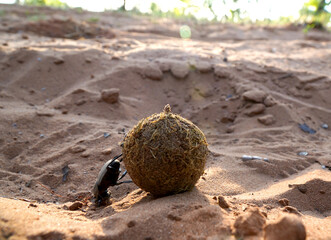African dung beetle pushing a ball in the sand