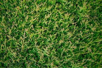 Background texture of thuja leaves