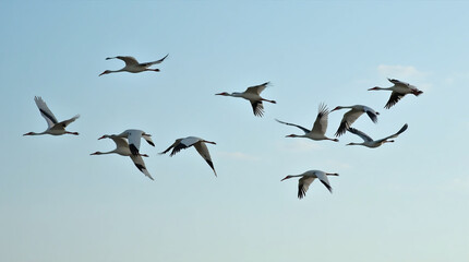 Fototapeta premium Migrating Storks in a Blue Sky