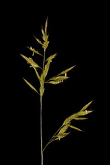 Blue Fescue (Festuca glauca). Inflorescence Closeup