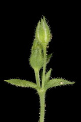Thyme-Leaf Sandwort (Arenaria serpyllifolia). Floral Buds Closeup