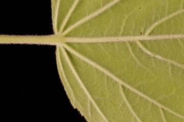 Marsh Mallow (Althaea officinalis). Leaf Detail Closeup