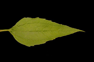 Eastern Purple Coneflower (Echinacea purpurea). Leaf Closeup