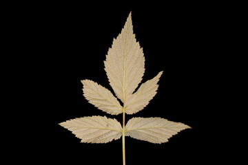 Raspberry (Rubus idaeus). Vegetative Shoot Leaf Closeup