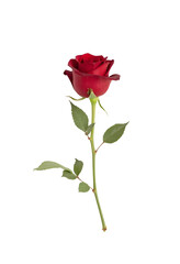 Obraz premium red rose isolated on Transparent background