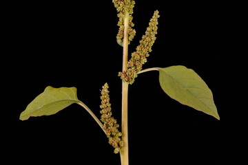 Green Amaranth (Amaranthus viridis). Axillary Inflorescences Closeup