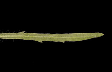 Flax-Leaf Fleabane (Erigeron bonariensis). Cauline Leaf Closeup
