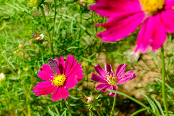 Obraz premium ピンクのコスモスにとまる蝶