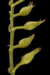 Sweet Tobacco (Nicotiana alata). Immature Infructescence Closeup