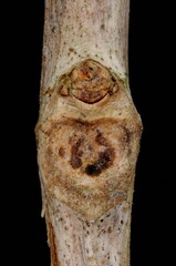 Trumpet Vine (Campsis radicans). Lateral Bud Closeup