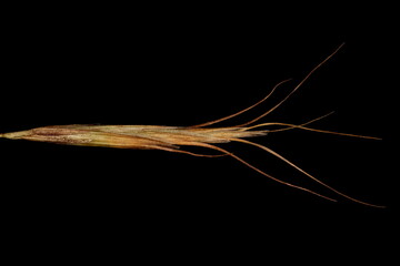 Broom Brome (Bromus scoparius). Spikelet Closeup