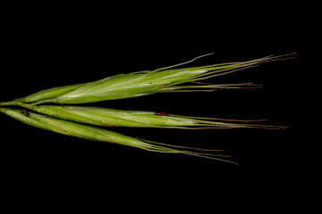Broom Brome (Bromus scoparius). Fascicled Spikelets Closeup