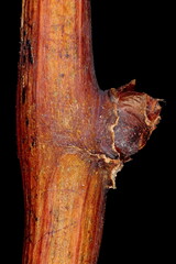 Riverbank Grape (Vitis riparia). Lateral Bud Closeup