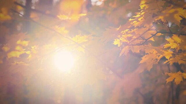 Sunlight filters through vibrant golden leaves in a tranquil forest, creating a warm, inviting atmosphere. This autumn scene captures nature beauty at dusk