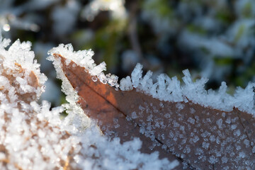 寒い冬の朝の枯葉に付いた霜
