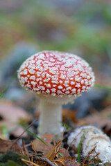Amanita muscaria, Fly Agaric, Amanita muscaria