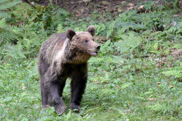 brown bear