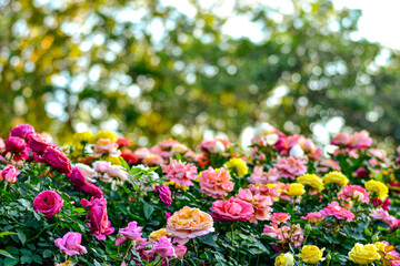Colorful Blooming Rose Garden, colorful flowers blooming in spring, garden view.