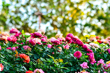 Fototapety na wymiar - Fototapeta24.pl