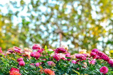 Fototapety na wymiar - Fototapeta24.pl