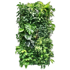 Lush Tropical Green Wall with Monstera and Fern Plants Isolated on White Background