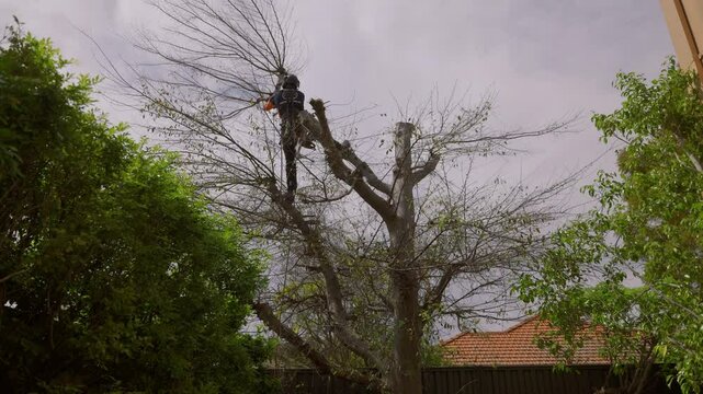 Arborist with chainsaw up a large tree swings between tree branches while thinning tree, hurling offcuts to ground