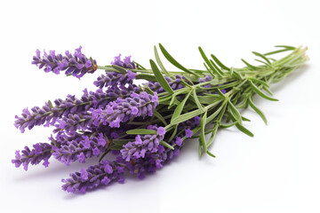 Bunch of Fresh Lavender Sprig Isolated on White Background with Purple Flowers.