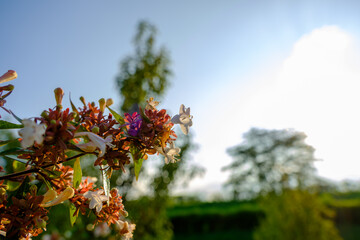 夕日に照らされたアベリアの花