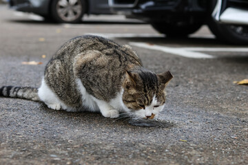 Obraz premium cat on the street