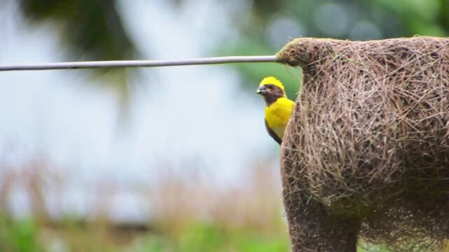 Baya weaver bird building the nest high quality footage.