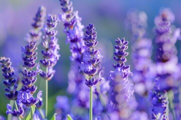 Fototapeta premium Lavender flowers blooming in a field creating a mesmerizing view