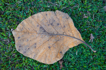 Dry leaves fall on green grass with a brown teak leaf texture, on the background, and many dry...