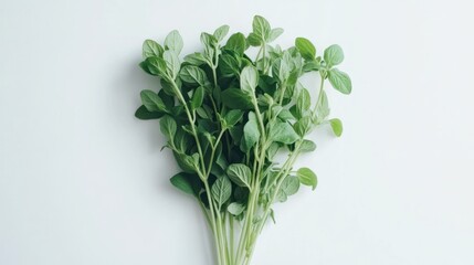 Obraz premium A bunch of fresh green oregano leaves on white