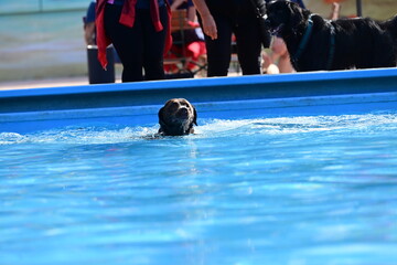 Abspringen vom Beckenrand verboten. Schwarzer Hund springt in ein Schwimmbecken um einen Ball zu...