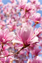 晴天に満開モクレン