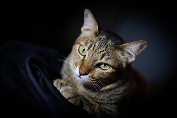 portrait of a cat